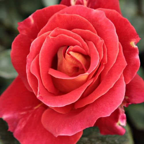 Online rózsa webáruház - virágágyi floribunda rózsa - vörös - Rosa Alcazar™ - enyhén illatos rózsa - Jean-Marie Gaujard - Bokros termetének köszönhetően jól mutat virágágyi összeültetésekben más növényekkel társítva.